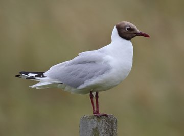 Body Parts of a Seagull