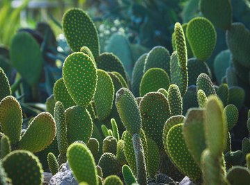 The Role of Shrubs and Cactus