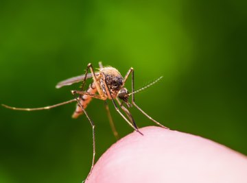 The key to tracking serious infections like West Nile? Mosquito pee.