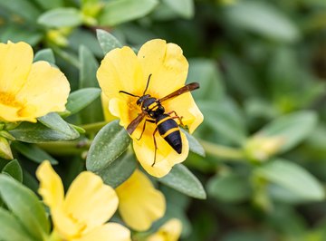 How to Identify Mason Wasps