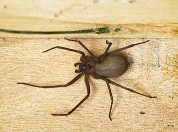 What is the Most Poisonous Spider to Humans?