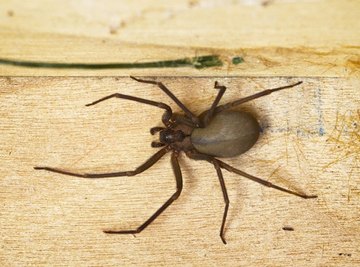 These are the most dangerous spiders in PA. How to avoid them