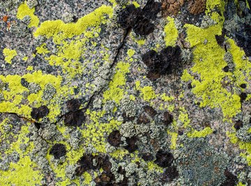 Lichens That Live in the Tundra