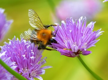 We now know that bees can link symbols to numbers.