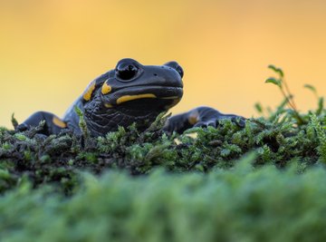 Differences Between Skinks & Salamanders