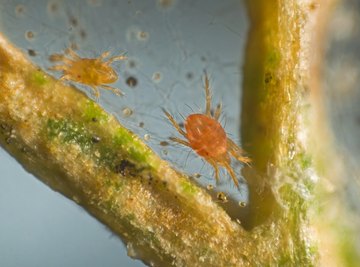 Mites That Fly & Bite