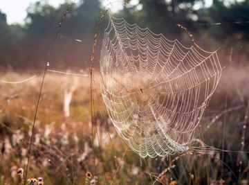 A spider knows innately how to weave its web.