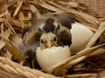 Gestation Periods for Birds