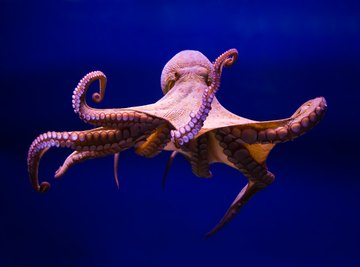 Types of Octopus