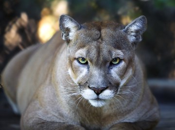 Puma with white fur and long legs