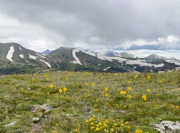 What Are the Types of Plants in the Tundra Biome?