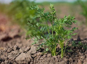 Characteristics of a Carrot Plant