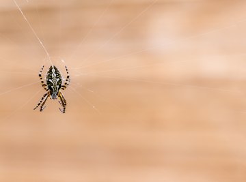 How to ID Spiders by Their Webs