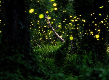 How to Attract Lightning Bugs