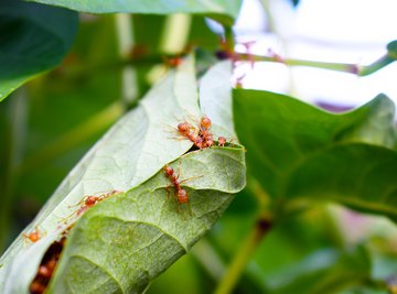 Stinging Insects That Nest in the Ground