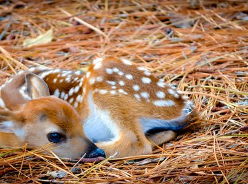 How to Determine the Gender of Baby Deer