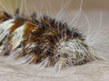 Different Kinds of Fuzzy Caterpillars