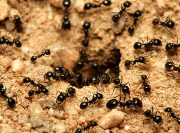 How Does an Ant Build Its Hill