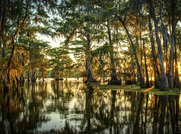 Types of Trees in Swamps