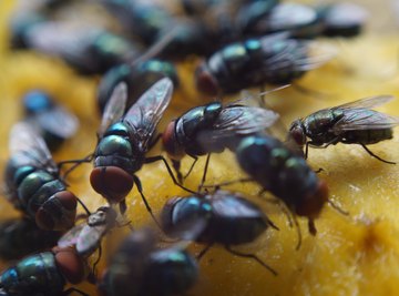 Colors That Attract Black Flies