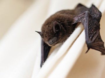 How to Get Rid of Bats in My Basement