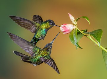 homemade hummingbird nectar clouds up