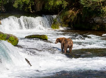 How Do Grizzly Bears Move?