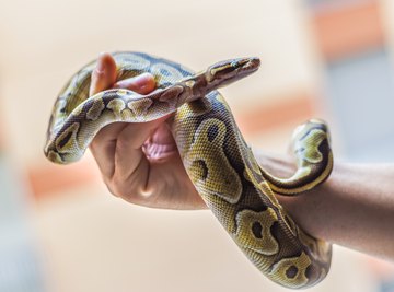 Identifying a Snake or Worm