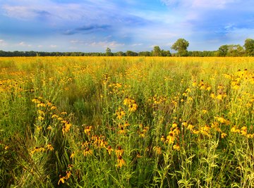 Climate in Temperate Grasslands