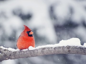 Color Phases of Northern Cardinals