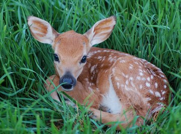 How to Tell a Fawn's Age