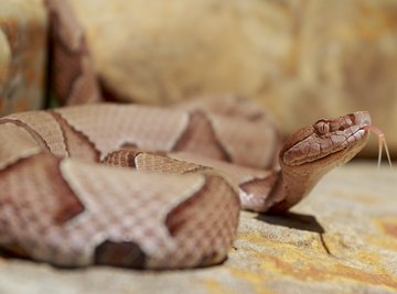 Copperhead Snake Identification in Virginia