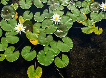 Aquatic Plants With Special Adaptive Features