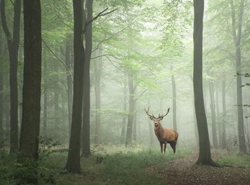 How to Make Your Own Deer Food Block