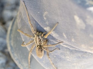Big Native Spiders in Wisconsin