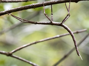 Facts About the Walking Stick Bug, Stick