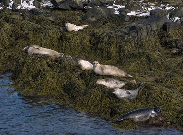 What Eats Harp Seals?