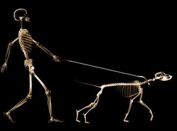 The bones of the skeleton follow a basic plan in all mammal species.