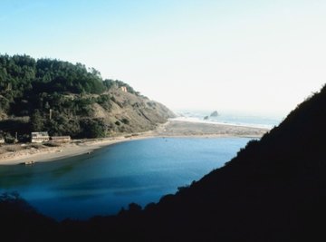 Plants in Estuary Biomes