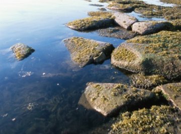 Algae can contribute to water's turbidity.