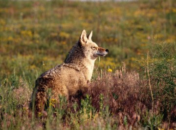 How to Tell a Male Coyote From a Female