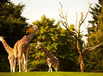The Giraffe's Adaptation in the Grasslands