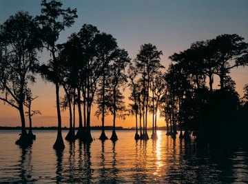 Cypress swamps are among the ecological landscapes of the Atlantic Coastal Plain.