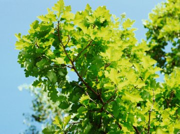 Oak trees are home to a variety of animal species