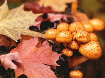 Edible Plants That Live in the Deciduous Forest