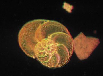 Foraminifers are single-celled seawater protists with shells.