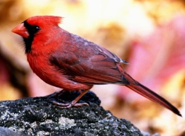 Different Species of Cardinal Birds