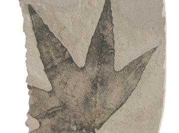 Leaves are often preserved as carbon film fossils.