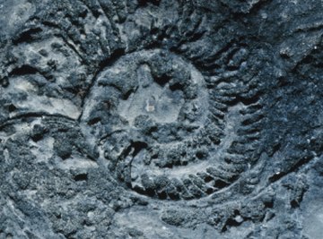 Fossils provide much information about prehistoric organisms.