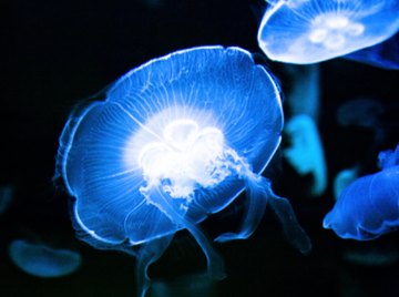 Difference Between Starfish & Jellyfish